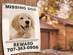 Play Missing Goldy